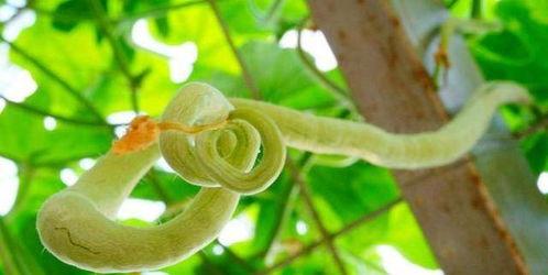 吃蛇瓜小视频大全免费观看  第2张