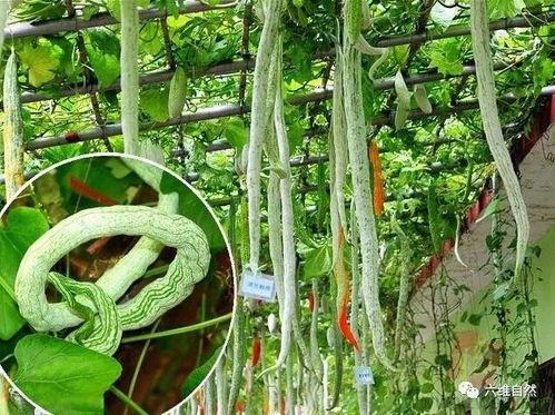 吃蛇瓜小视频大全免费观看  第3张